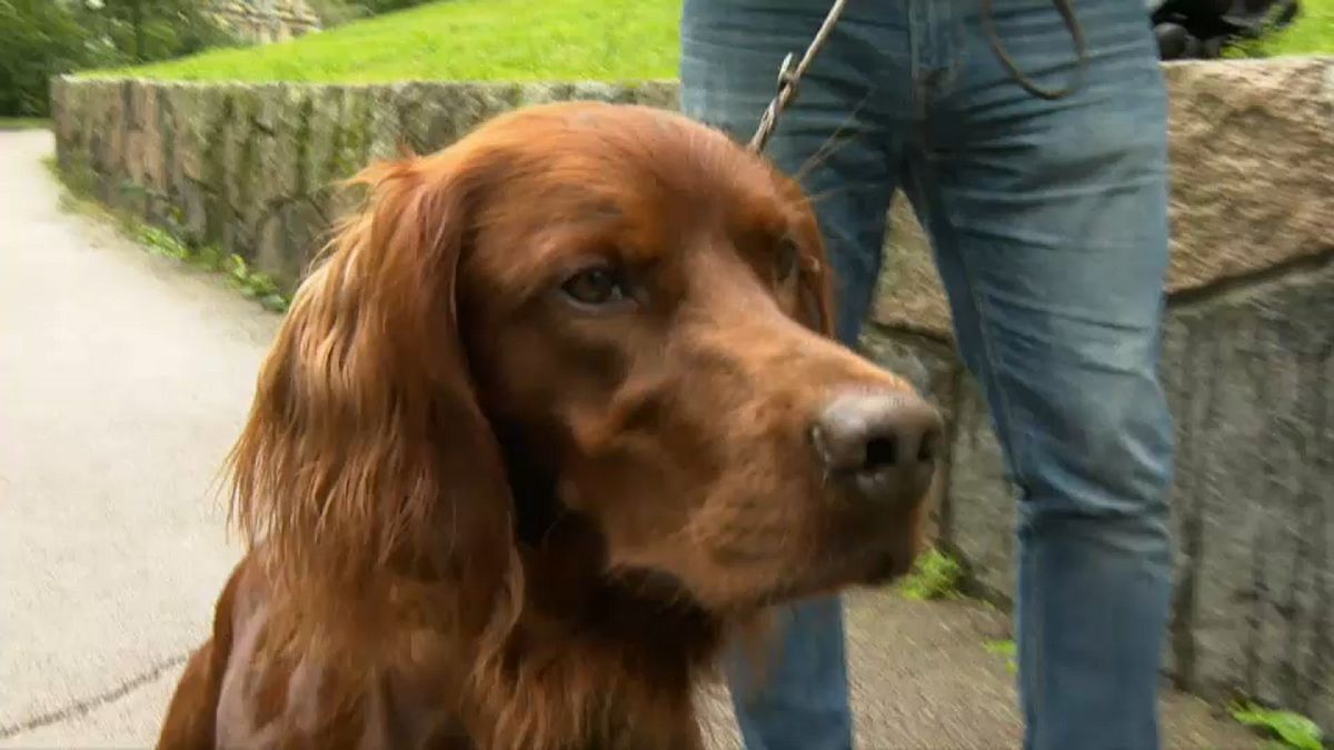 Hundedurchfall in Norwegen: Entwarnung, aber keine Erklärung