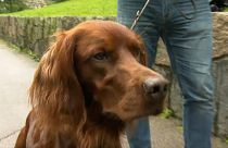 Hundedurchfall in Norwegen: Entwarnung, aber keine Erklärung