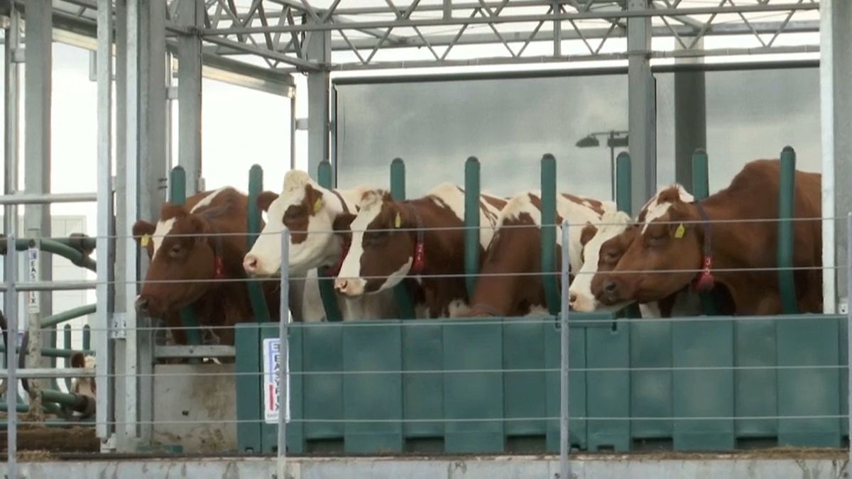 شاهد: مزرعة عائمة لتربية الأبقار بروتردام الهولندية