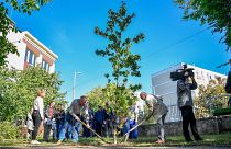Ámbrafát ültetnek el a Szent László Görögkatolikus Gimnázium udvarán