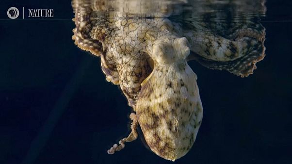 Ist dieser Oktopus gerade am Träumen? Ist dieser Oktopus gerade am Träumen?
