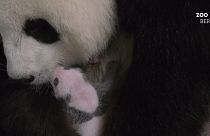 شاهد: حديقة الحيوان برلين تنشر شريطا جديدا لصغيري الباندا منج منج