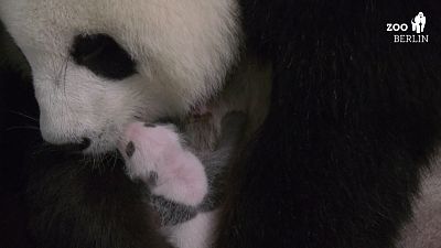 شاهد: حديقة الحيوان برلين تنشر شريطا جديدا لصغيري الباندا منج منج