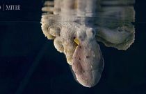 Les poulpes sont-ils capables de... rêver ?