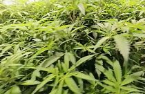 Cannabis, i coffee shop in California. Come stanno le cose in Europa?