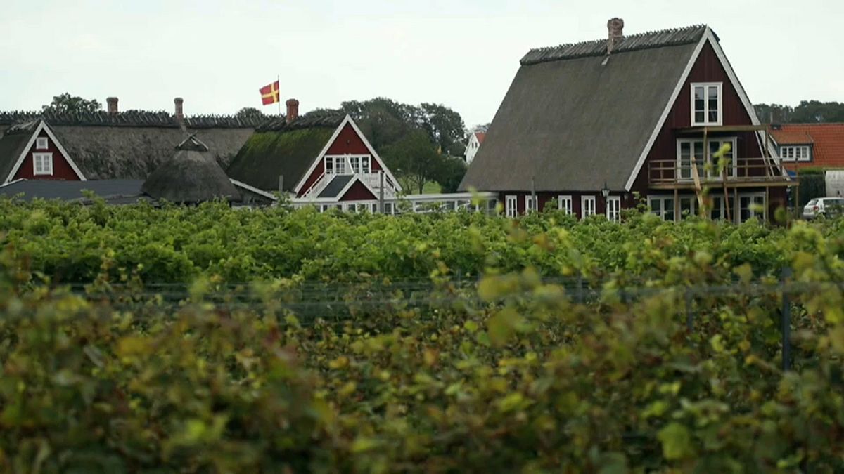 There are now around 40 vineyards in Sweden
