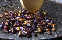 "Wie Kartoffelchips": Familie in Costa Rica schwört auf knackige Käfer