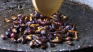 "Wie Kartoffelchips": Familie in Costa Rica schwört auf knackige Käfer