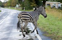 یک گورخر پس از فرار از سیرک به ضرب گلوله پلیس آلمان کشته شد