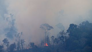 Amazonlardaki orman yangını