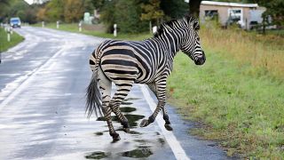 'They murdered our zebra': Trainers slam German authorities for killing escaped animal