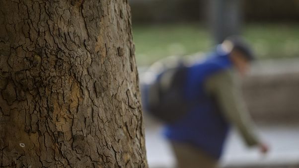 KÉPÜNK CSUPÁN ILLUSZTRÁCIÓ - BÁR EZ IS EGY PLATÁNFA, CSAK ÉPP BUDAPESTEN KÉPÜNK CSUPÁN ILLUSZTRÁCIÓ - BÁR EZ IS EGY PLATÁNFA, CSAK ÉPP BUDAPESTEN