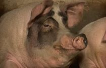 Sertéspestis: láthatatlan háború a húsipar megmentéséért