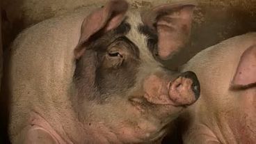 Sertéspestis: láthatatlan háború a húsipar megmentéséért