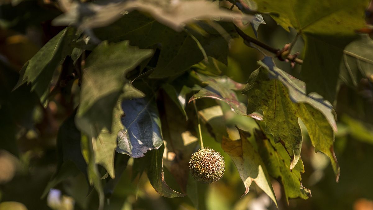 Platánfa levele és termése