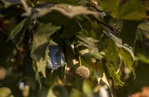 Platánfa levele és termése