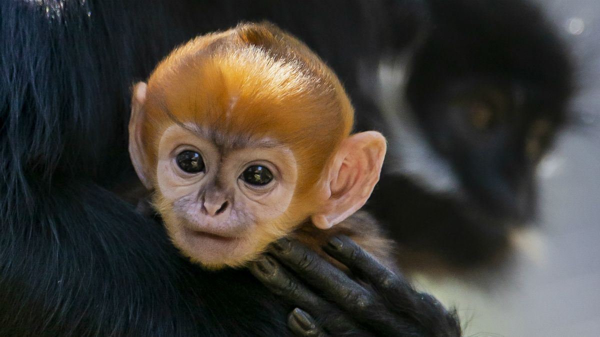 گونه‌ای میمون نادر در باغ وحش استرالیا متولد شد