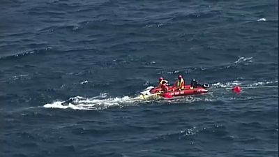 Спасатели выручили запутавшегося в сетях китёнка