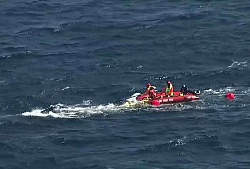 Спасатели выручили запутавшегося в сетях китёнка