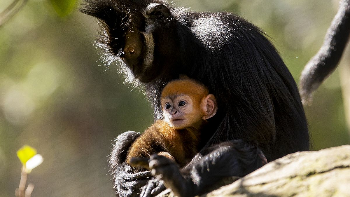 Avustralya'da bir hayvanat bahçesinde soyu tükenmekte olan Langur cinsi bir kızıl maymun doğdu