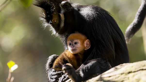 Avustralya'da bir hayvanat bahçesinde soyu tükenmekte olan Langur cinsi bir kızıl maymun doğdu Avustralya'da bir hayvanat bahçesinde soyu tükenmekte olan Langur cinsi bir kızıl maymun doğdu