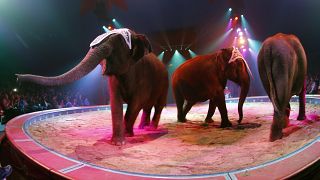FILE PHOTO: Elephants perform during a rehearsal for new show of Swiss National-Circus Knie in Rapperswil