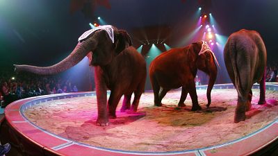 FILE PHOTO: Elephants perform during a rehearsal for new show of Swiss National-Circus Knie in Rapperswil