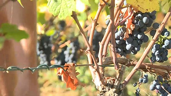 France's vineyards grapple with grape thieves at harvest time France's vineyards grapple with grape thieves at harvest time
