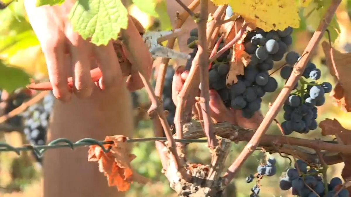 Burgund: Wie Gendarmen den Winzern bei der Weinernte helfen