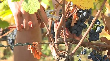Burgund: Wie Gendarmen den Winzern bei der Weinernte helfen