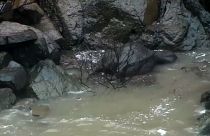 شاهد: نفوق 6 فيلة برية بعد سقوطها في شلال منتزه في تايلند