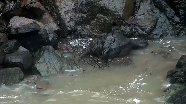 La caduta dei giganti. Sei elefanti morti in una cascata thailandese La caduta dei giganti. Sei elefanti morti in una cascata thailandese