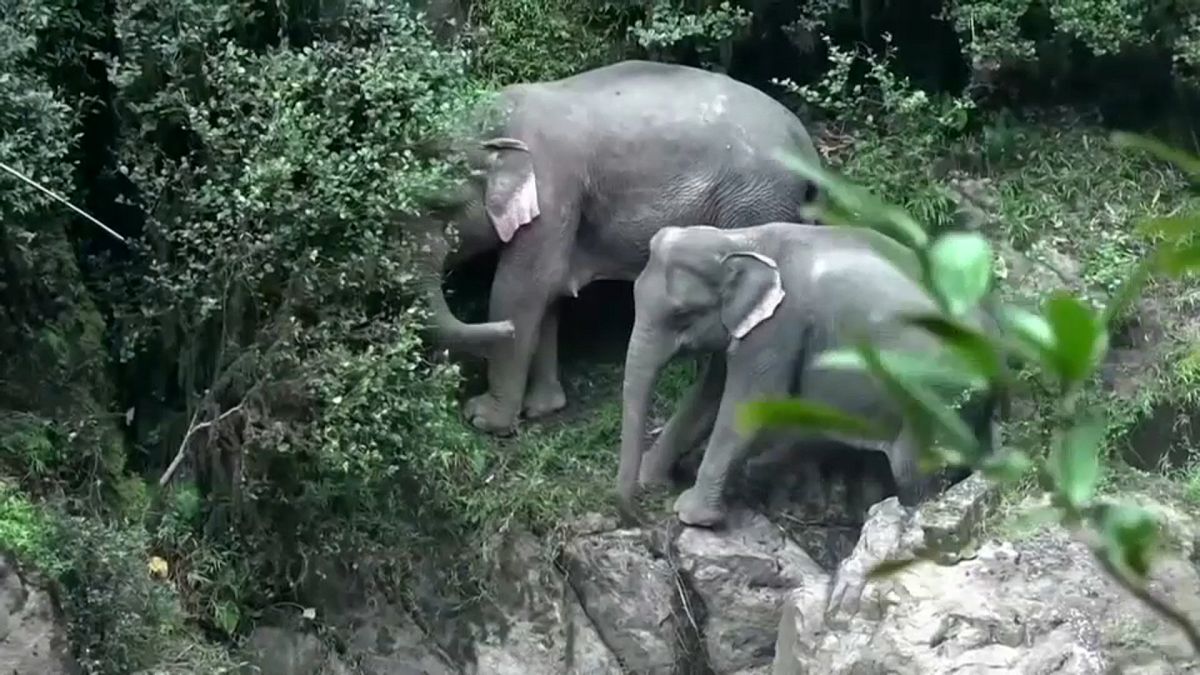 Tragischer Tod am Wasserfall: 6 Elefanten sterben 