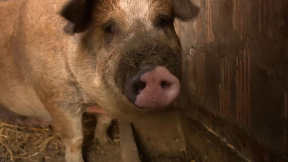 Schweinepest in Ungarn - auch Haus- und Nutztiere in Gefahr? 