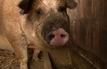 Schweinepest in Ungarn - auch Haus- und Nutztiere in Gefahr?