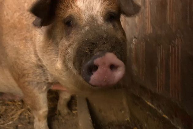 Ungheria, si espande il rischio della peste suina: migliaia di maiali e cinghiali da abbattere