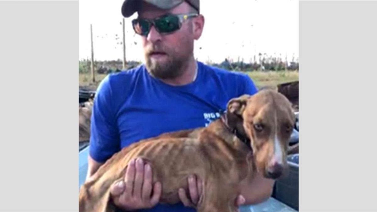 'Mucize' adlı köpek 4 hafta sonra enkaz altından kurtarıldı
