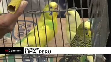 Megáldott háziállatok 