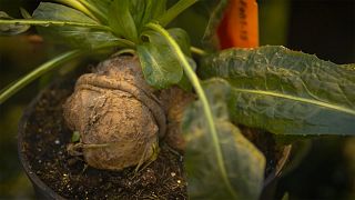 The deep-rooted truth about chicory root 