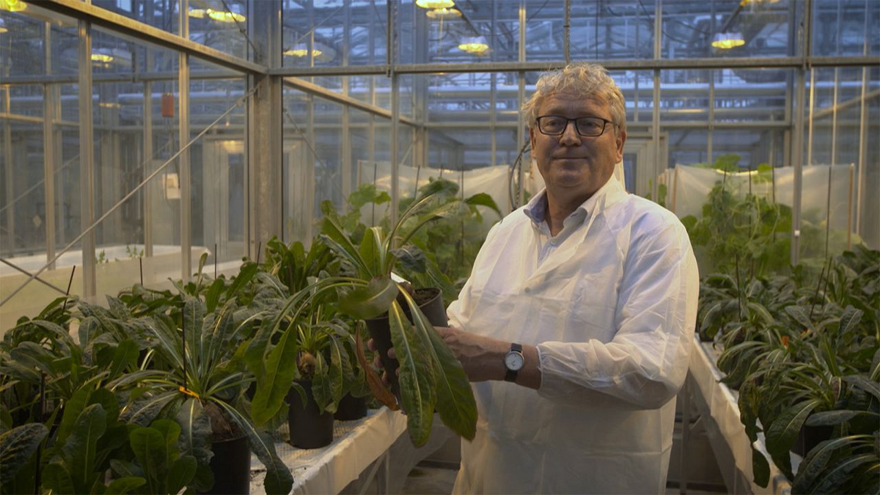 O potencial da raiz da chicória O potencial da raiz da chicória