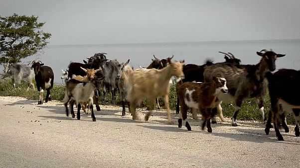 Σαμοθράκη: Η απειλή από τα κατσίκια Σαμοθράκη: Η απειλή από τα κατσίκια