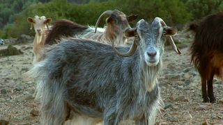 Mehr Tiere als Einwohner: Ziegen bevölkern griechische Insel