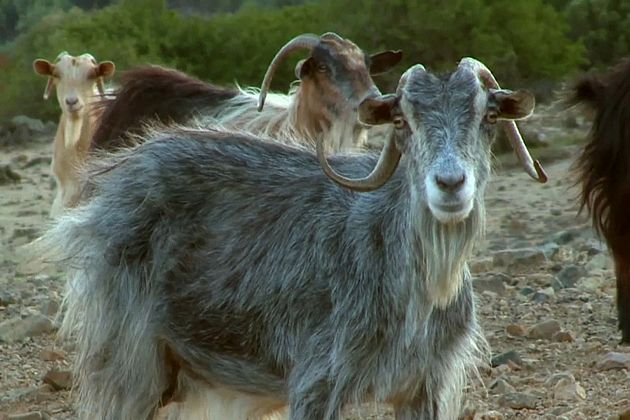 Mehr Tiere als Einwohner: Ziegen bevölkern griechische Insel