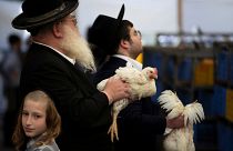 شاهد: يهود يحيون "يوم الغفران" بتلويح الدجاج الحي فوق رؤوسهم