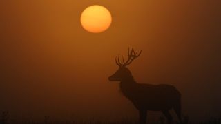 Preliminary statistics show 'spike in deaths' during UK's hottest day on record