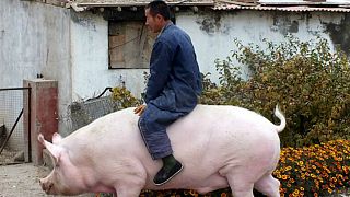 Çin et talebini karşılamak için ayı büyüklüğünde "süper domuz" yetiştiriyor