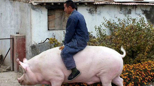 Çin et talebini karşılamak için ayı büyüklüğünde "süper domuz" yetiştiriyor Çin et talebini karşılamak için ayı büyüklüğünde "süper domuz" yetiştiriyor