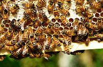 خطر انقراض گسترده حشرات با ۵۰ برابر شدن سموم در زمین‌های کشاورزی