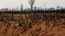 Esők oltották el a két hónapja pusztító erdőtüzeket Bolíviában