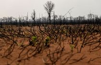 Esők oltották el a két hónapja pusztító erdőtüzeket Bolíviában